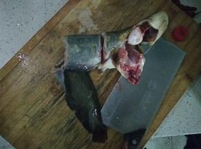 将鲶鱼洗干净、剖好，切成一段段