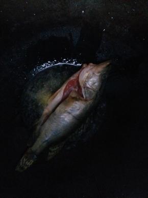 放入桂鱼，煎炸