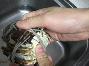 把大闸蟹捆好，洗干净