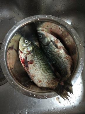 鲫鱼去内脏,冲洗赶紧