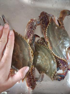 买回来的螃蟹清洗干净，备用