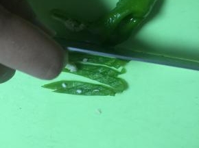 将青椒洗干净，切丝