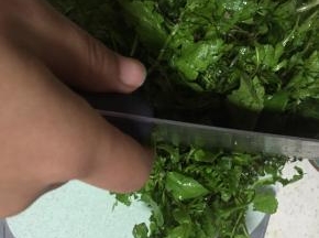 采摘好荠菜，洗干净，切成小段