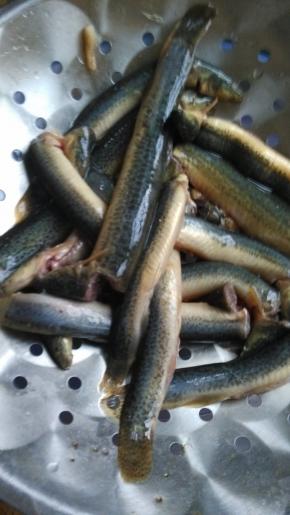 将泥鳅洗净，解剖好