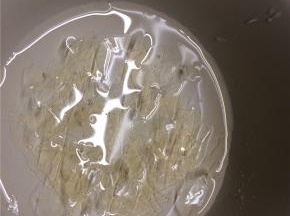 吉利丁片剪碎用冷水浸泡