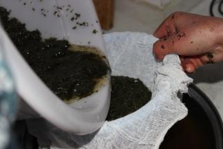 将碎叶放在盆中加水，不停的挤碎叶时得到的水颜色变深，质地变稠，而后取纱布一块将水和碎叶分离