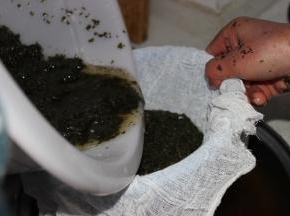 将碎叶放在盆中加水，不停的挤碎叶时得到的水颜色变深，质地变稠，而后取纱布一块将水和碎叶分离