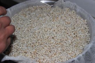 用分离得到的乌饭水浸泡糯米4小时以上；
浸泡好的糯米用纱布兜住，隔水上蒸笼蒸半小时