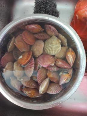 扇贝放清水里浸泡，加入适量的盐