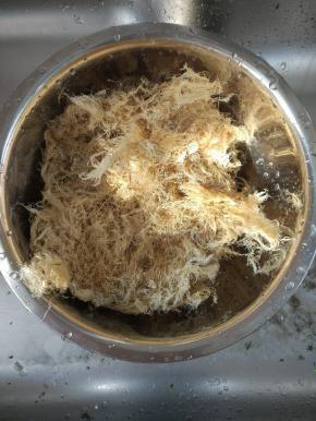 干的海石花泡软，清洗干净杂质