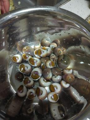 买回来的香螺清洗干净冷水泡十分钟