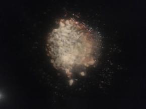 .热锅倒油，加入蒜末和糖