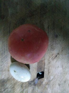 准备好食材，西红柿、鸡蛋