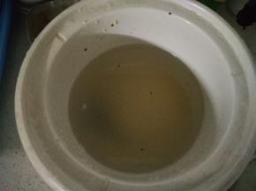 在锅内倒入适量的粟米、黑芝麻、大米、玉米碎，用水淘2次