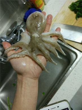 买回来的鱿鱼放进适量的面粉搓洗干净