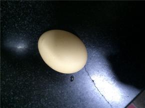 白煮蛋，取出蛋黄，切块。