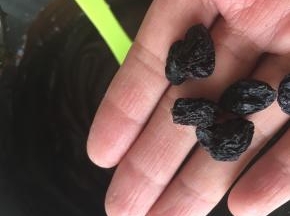 加入黑加仑葡萄干