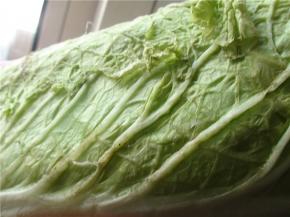 将白菜洗净、擦干、搓盐