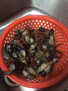 将小龙虾去腮去头去泥肠，用水清洗干净，如果讲究点可以用牙刷清洗