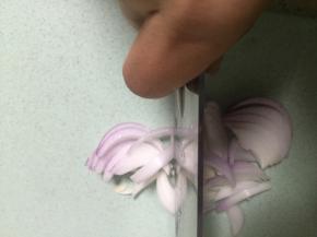 准备洋葱，洗干净，切丁
