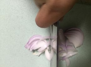 准备洋葱，洗干净，切丁