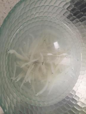 准备银鱼，泡1小时