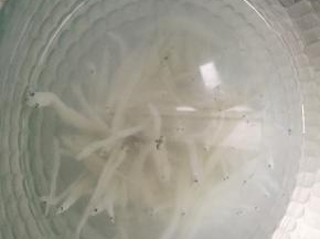 准备银鱼，泡1小时