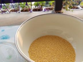 取小米适量然后洗净