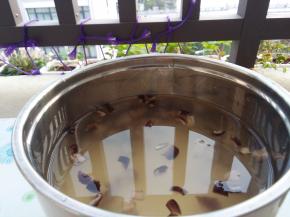 香菇和小米倒入锅中，加入清水，开煮