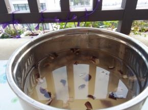 香菇和小米倒入锅中，加入清水，开煮