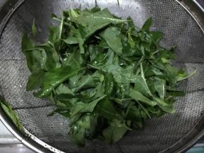 新鲜枸杞叶择后洗净