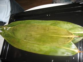 拿三片叶子叠起来。如果三片叶子差不多大，两边叶子的柄可以刚好印在中间叶子的边缘上