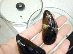 买回来的海虹，处理干净，去掉干草一样的脚