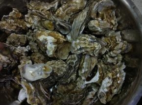 生蚝清洗干净外面的泥沙，水里放上一点香油，吐沙