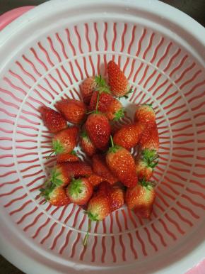 曹门适量放入清水内