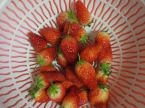 曹门适量放入清水内