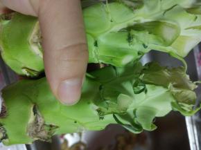 准备西蓝花的梗