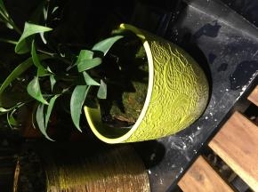 种水稻