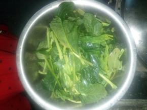 把波菜摘好，放盆中用清水洗干净。