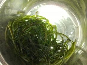 海带清洗干净备用
