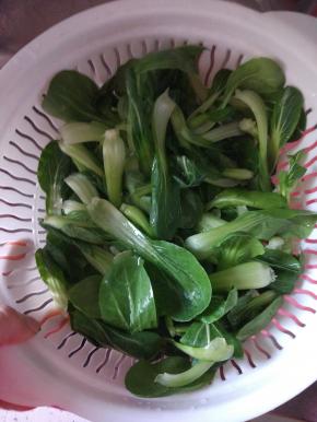 油菜洗净控干水分
