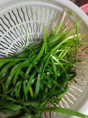 韭菜清洗干净