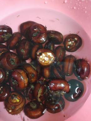 适量的马蹄清洗干净