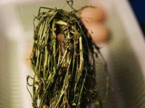 这是晒过得荠菜
朋友们可以自行百度
荠菜洗干净