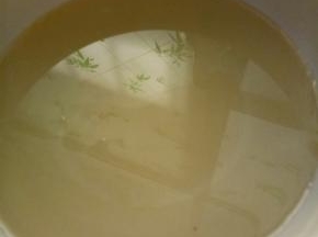 准备好油，我用了玉米油，你可以用黄油，更香，