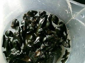 准备干木耳提前泡发