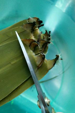 粽叶头尾剪掉，什么粽叶都可以