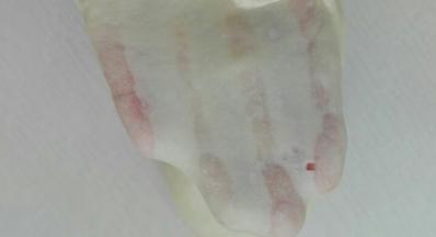 将所有材料混合揉至扩展状态，如图所示