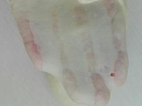 将所有材料混合揉至扩展状态，如图所示