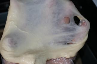 揉至面团能拉出薄而坚韧的薄膜，即完全阶段，将面团加盖保鲜膜放在温暖的地方进行基础发酵。